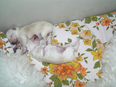 Dorly štěňátka 5. den